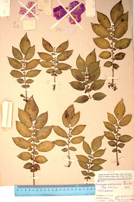 S. tuberosum multibaccatum Lectotypus 1940